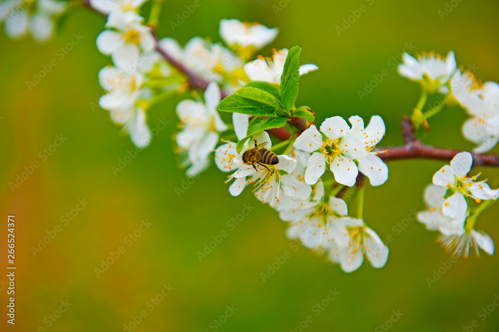 Fototapeta premium Bee on a white flower 