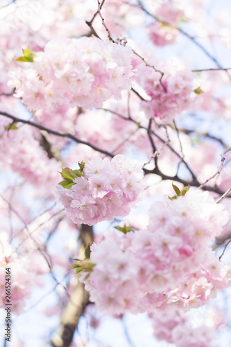 Cherry blossom in spring