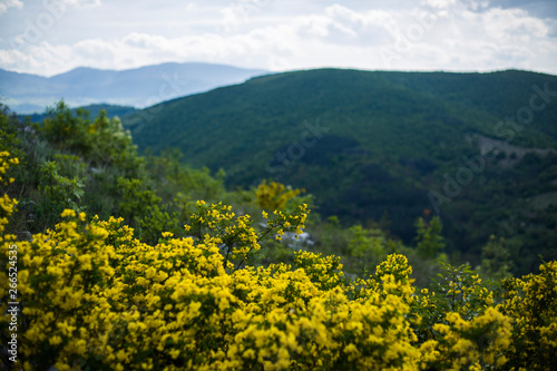 Yellow flower bush in a forest
