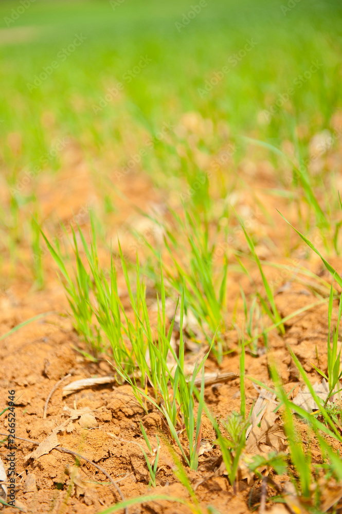 Land and young green wheat Land and young green wheat