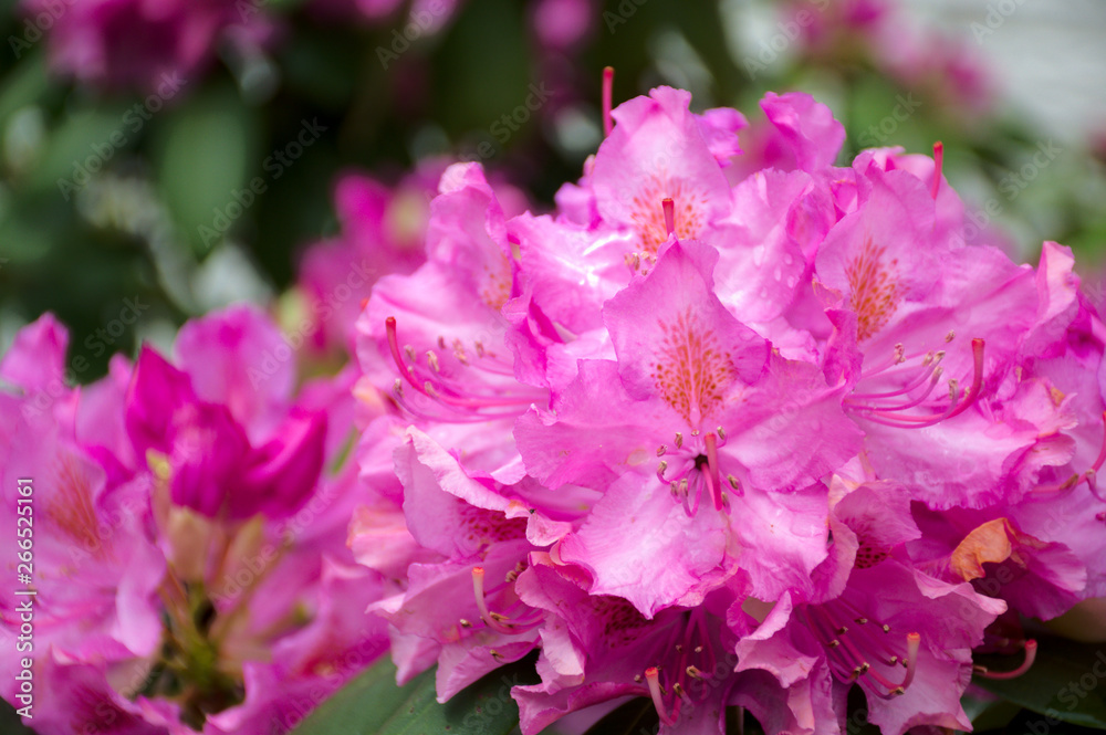 rhododendron flowers isolated using selective focus