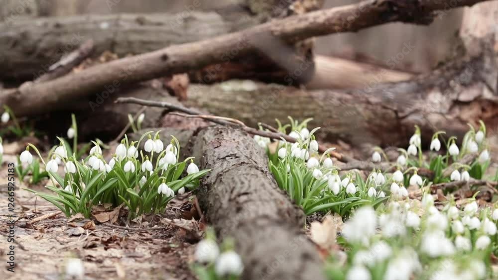 White blooming snowdrop folded or Galanthus plicatus in the forest background. Wind, light breeze, сloudy spring day, dolly shot, close up, shallow depts of the field, 59,94 fps White blooming snowdrop folded or Galanthus plicatus in the forest background. Wind, light breeze, сloudy spring day, dolly shot, close up, shallow depts of the field, 59,94 fps