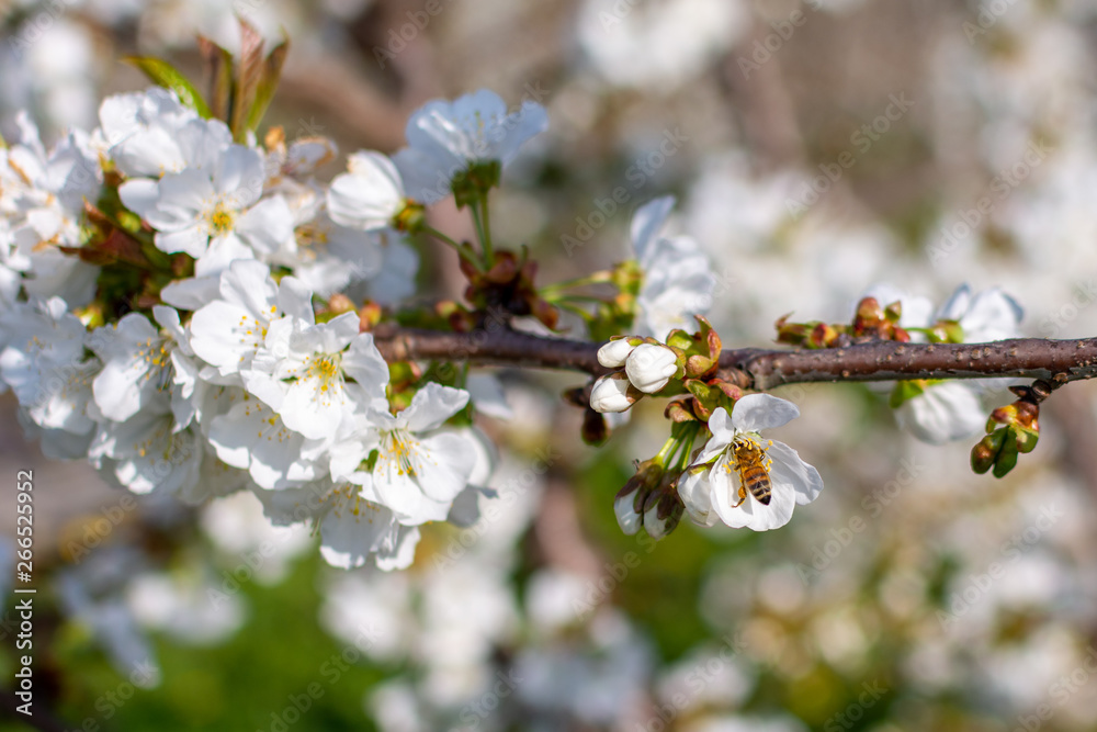 Fototapeta premium fiori bianchi