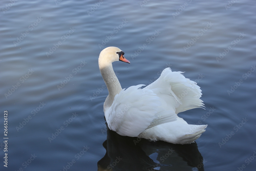 Naklejka premium Schwan bei der Balz