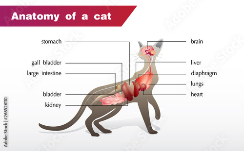 Illustration of the anatomy of a cat