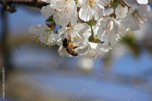 Apfelbaum: Biene sammelt Pollen