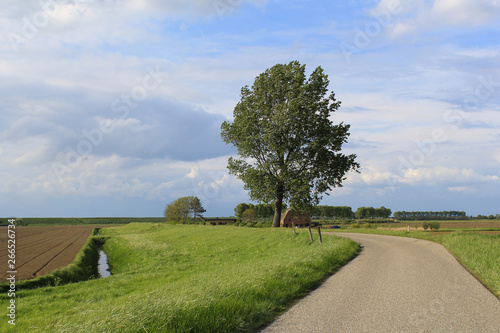 beautiful rural landscape in zeeland, holland in springtime with a tree, a ditch and a blue sky with white clouds