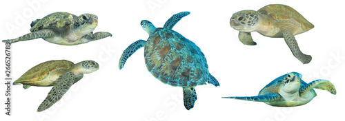 Sea Turtles isolated 