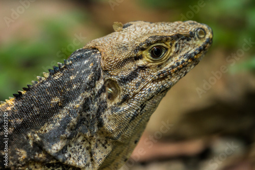 Lizard Face © jeremy