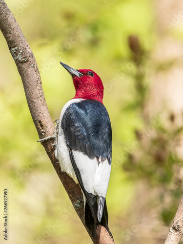 Beautiful red-headed woopecker perched on a tree limb. 