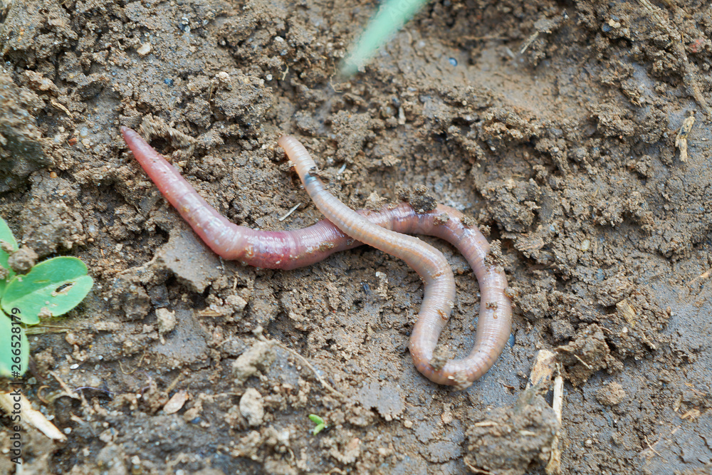 Long earthworm crawling slowly on the wet earth. Earthworm, animal,  ringworm. Damp earth after rain. Around the grasses and leaves. Good bait  for fishing. Stock Photo | Adobe Stock