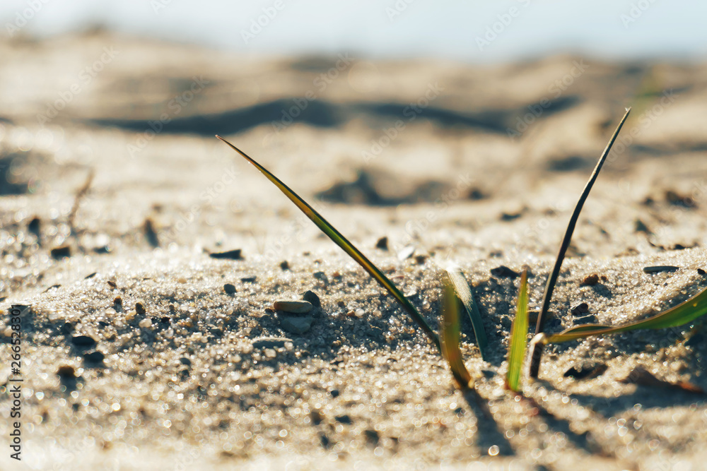 Abstract background of a sandy beach close-up in defocus Abstract background of a sandy beach close-up in defocus