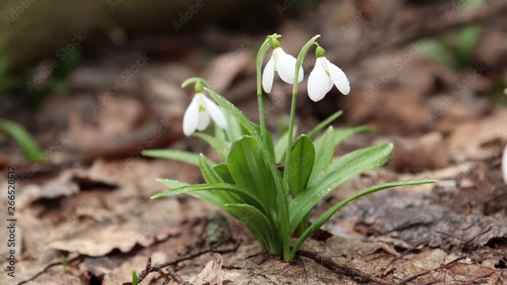 White blooming snowdrop folded or Galanthus plicatus with water drops in the forest background. Wind, light breeze, sunny spring day, dolly shot, close up, shallow depts of the field, 59,94 fps
