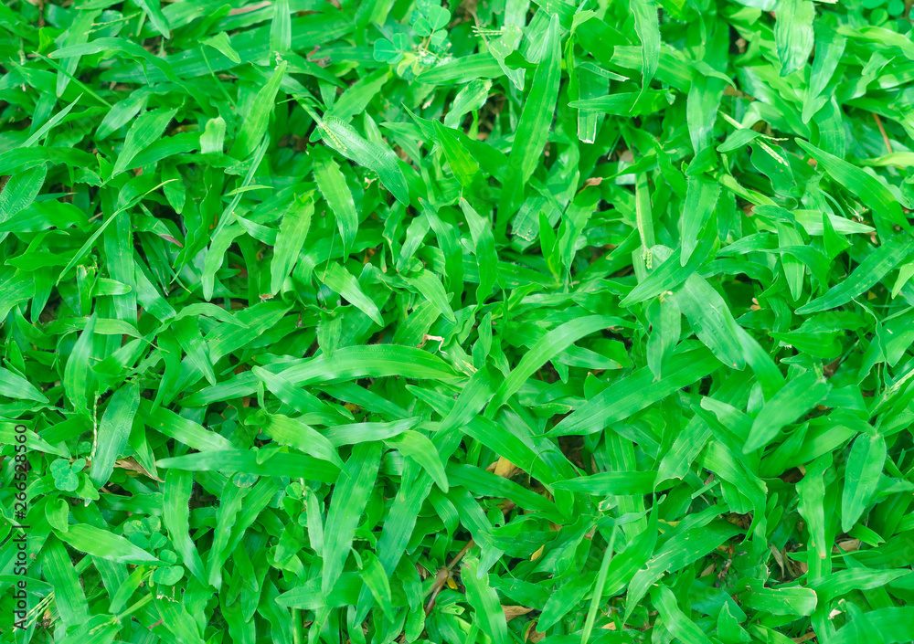 green grass background