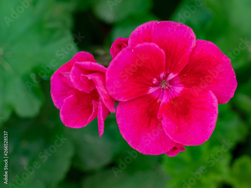 Close up of Scarlet Geranium flower.Macro photo