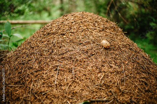 A giant anthill built by a forest ant. Murovenik in the forest