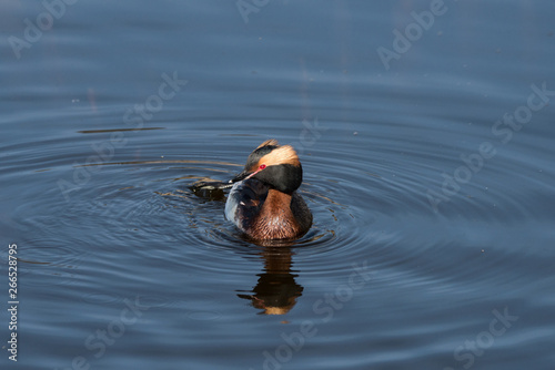 Horned grebe in a pond looking for mating in breeding plumage