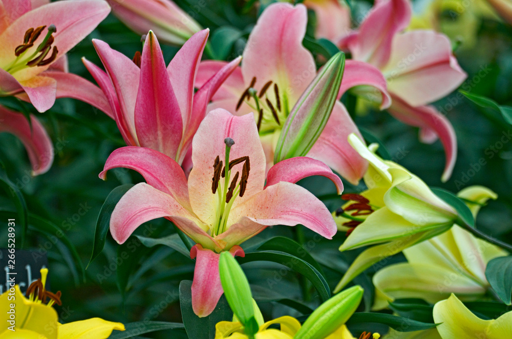 Flowering Lily 'Baywatch' in close up