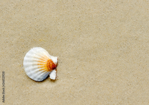 Cuadro en lienzo Seashell of pecten ponticus on sand in sunny day.