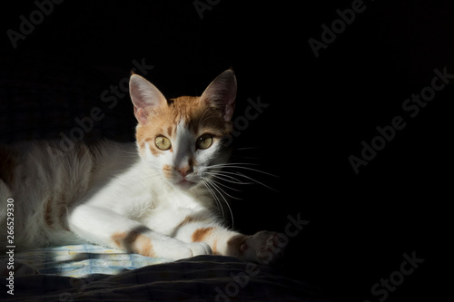 Cat in shadows II © ilianap