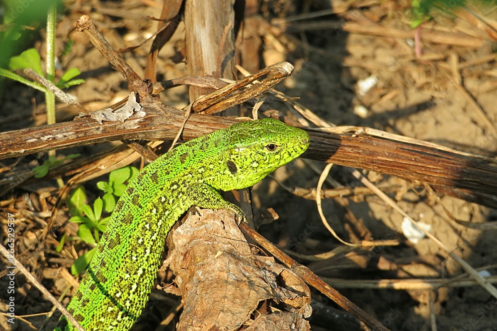 European green lizard in the garden, closeup European green lizard in the garden, closeup