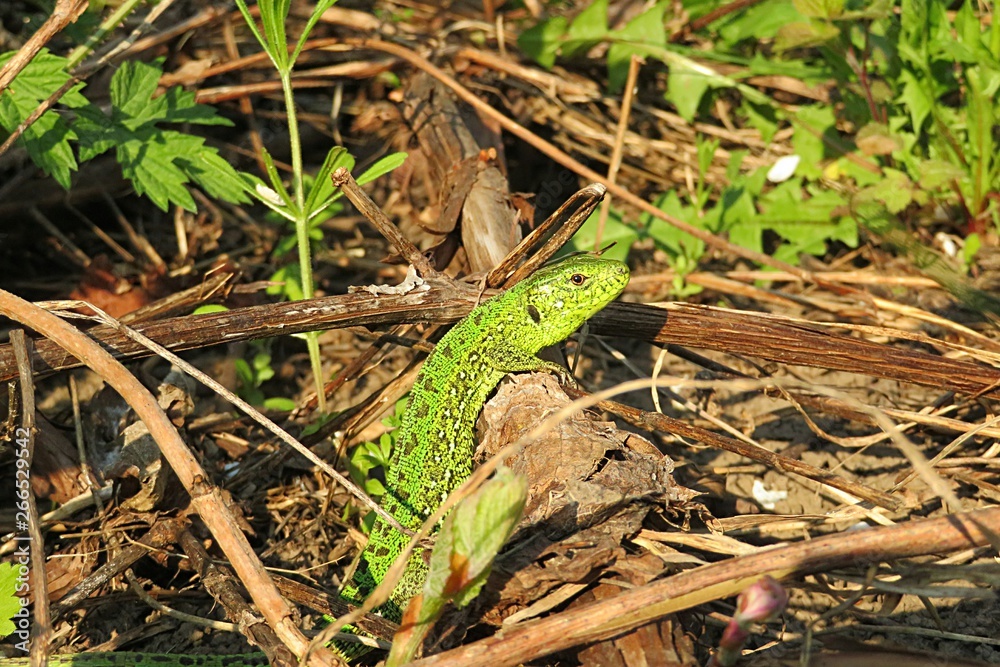 Green european lizard in the garden, closeup 
