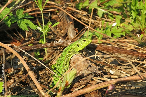 Green european lizard in the garden, closeup 