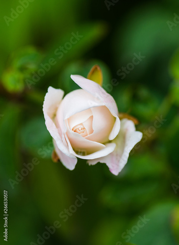 Spring Flowers in Lahore, Pakistan 