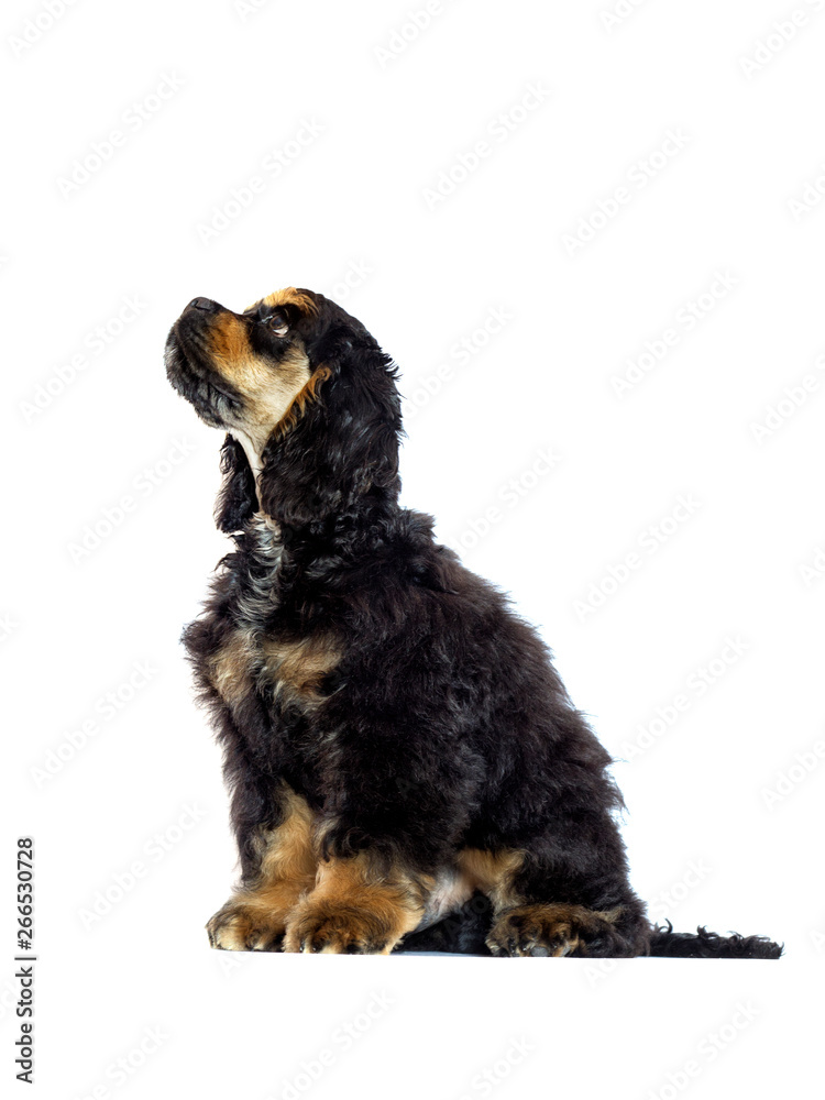 american cocker spaniel puppy looking on white background