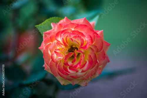 Spring Flowers in Lahore, Pakistan 