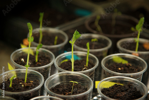 Urban Gardening, Growing Vegetables at Home, Germinating Peas in Plastic Cups photo