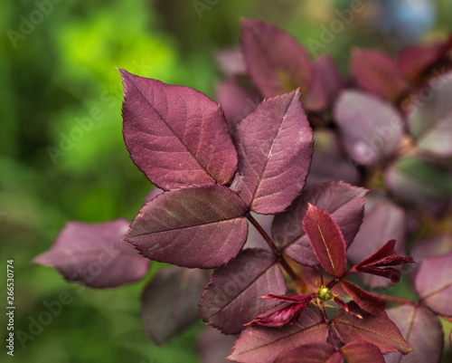 Spring Flowers in Lahore, Pakistan 
