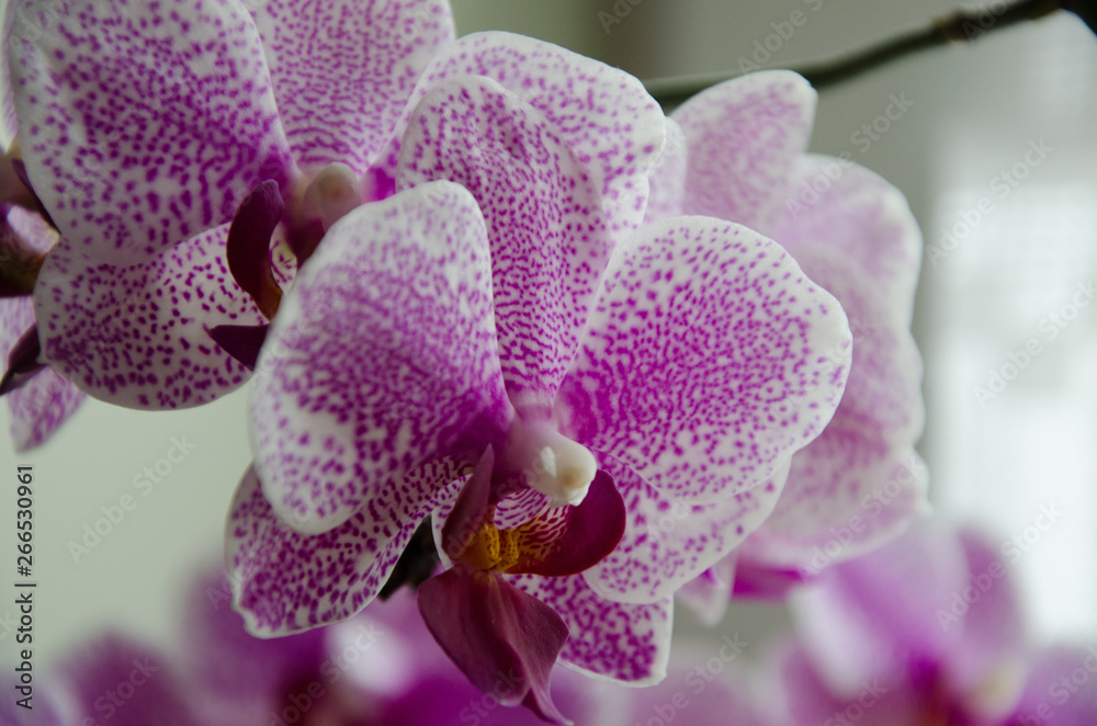 Orchidee rosa weiß Orchidee rosa weiß