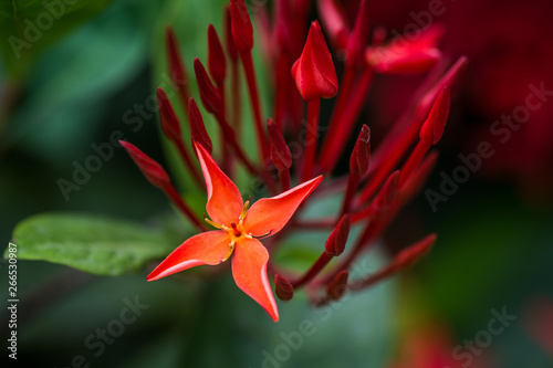 Spring Flowers in Abbotabad, KPK, Pakistan