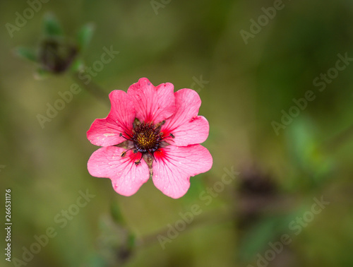 Spring Flowers in Abbotabad, KPK, Pakistan