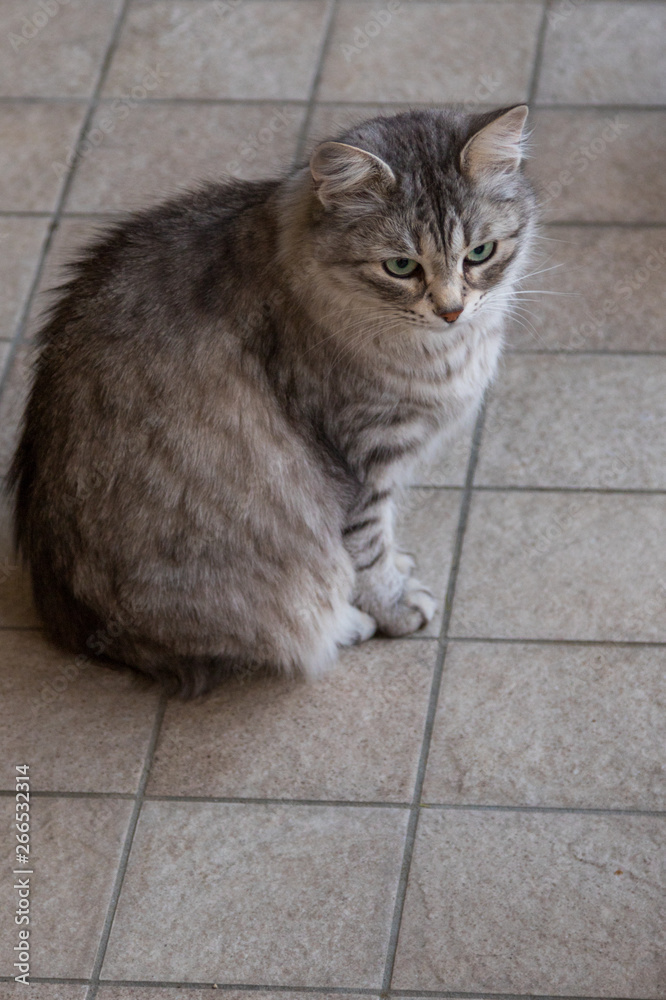 Adorable pet of siberian cat of livestock, long haired hypoallergenic animal Adorable pet of siberian cat of livestock, long haired hypoallergenic animal