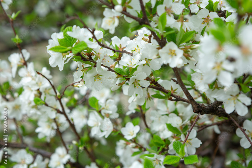 Spring background, branches with white flowers, flowering tree