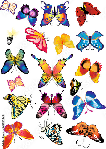 beautiful coloured butterfly pattern