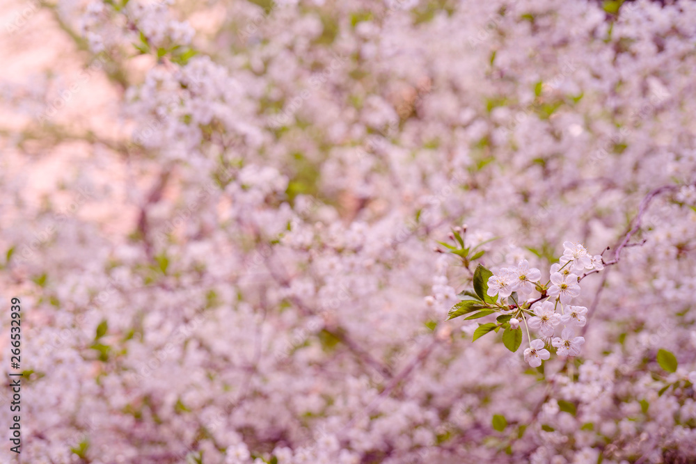 Spring flowering cherry. Background for greeting card, invitation for wedding and engagement. Spring flowering cherry. Background for greeting card, invitation for wedding and engagement.