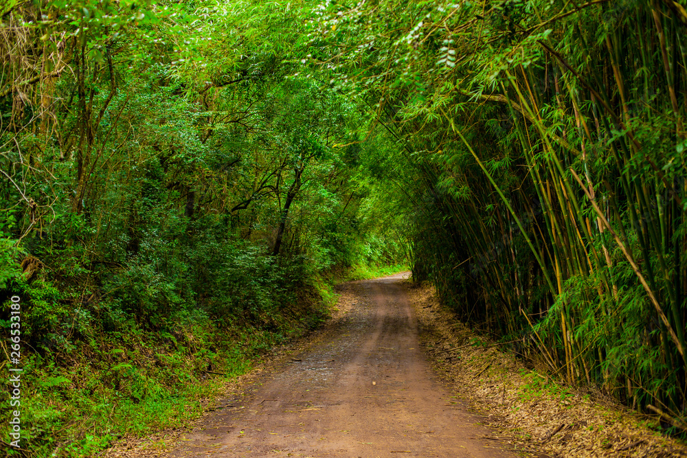 Fototapeta premium path in the green forest