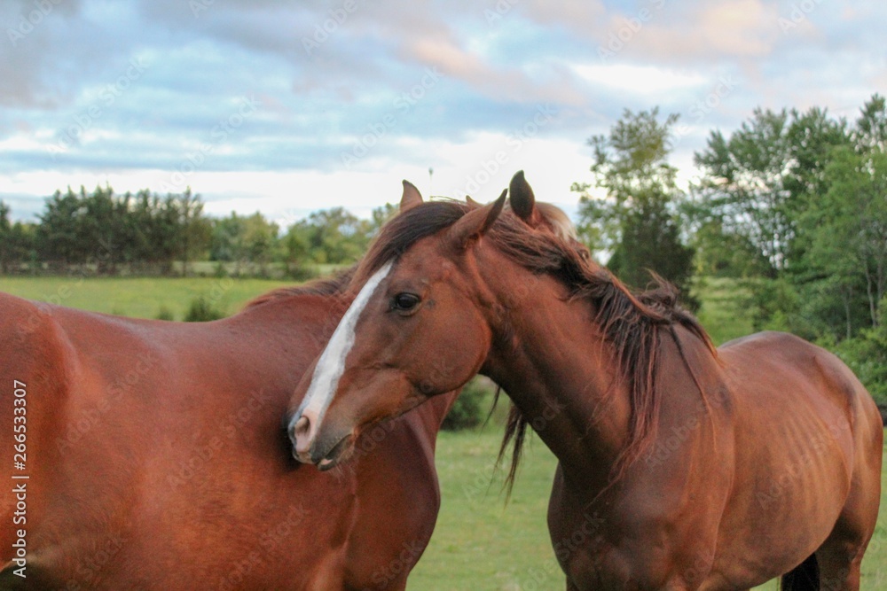 Two Horses Mutually grooming 