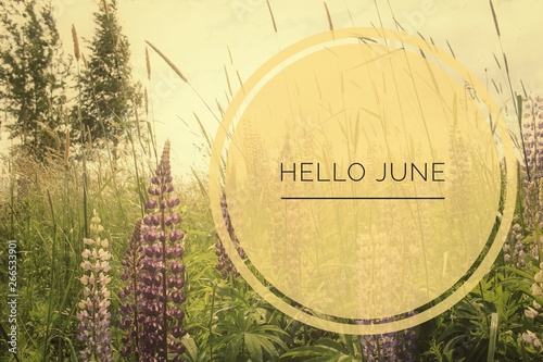Banner hello june. Text on the photo. Text hello June. New month. New season. Summer month. Text on a photo of flowers. Flowers and plants. photo