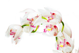 colorful cymbidium flower with white background.