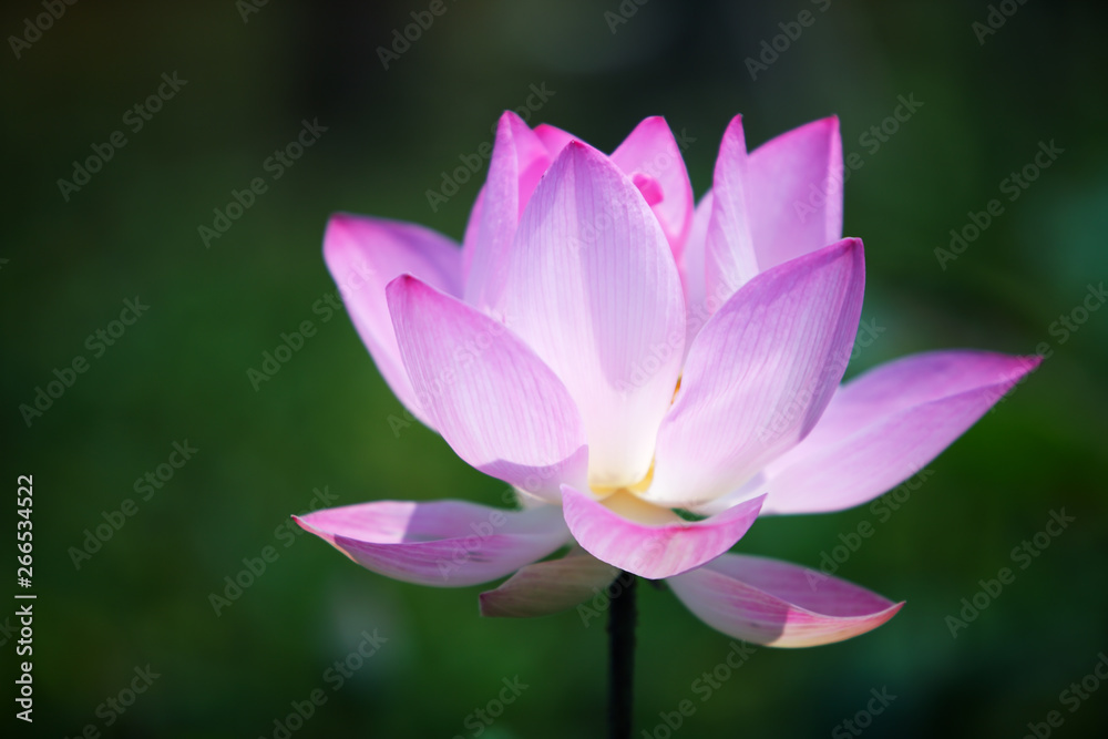 beautiful blooming lotus flower