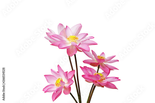  blooming lotus flower isolated on white background