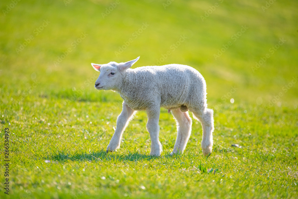 Obraz premium Little lamb