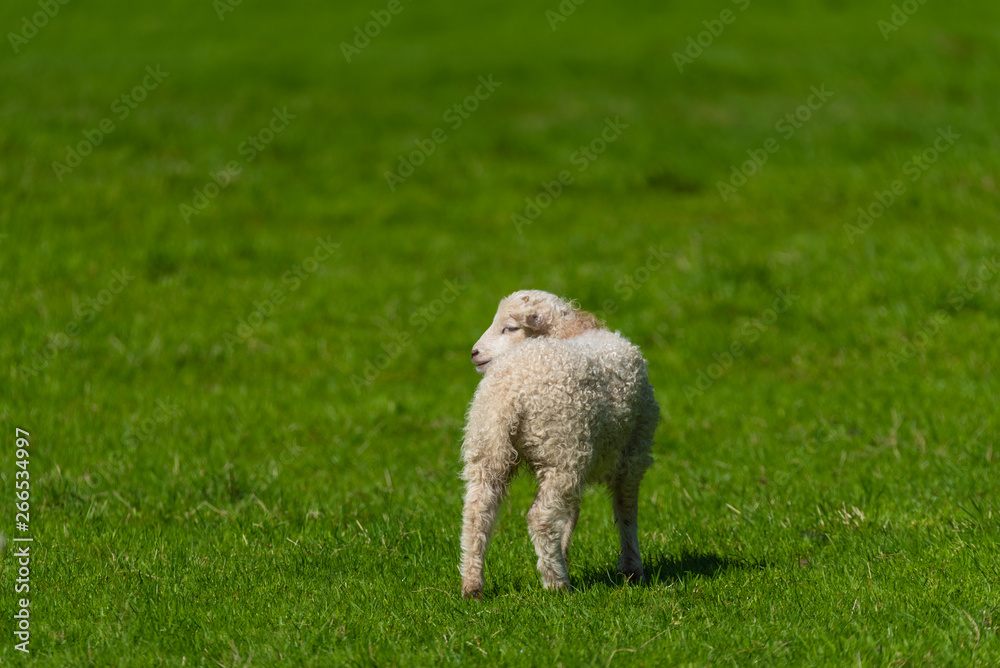 Obraz premium Little lamb