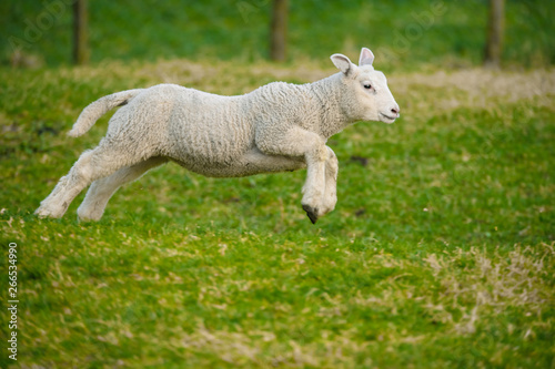Little lamb