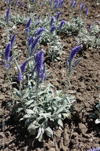 Inflorescences of Veronica incana in early summer