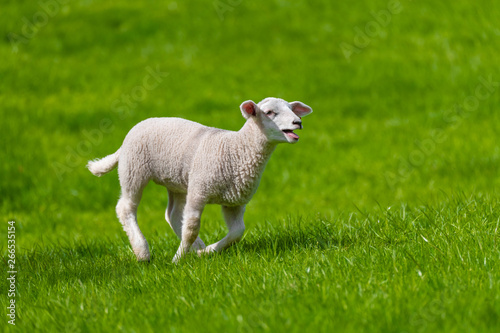 Little lamb